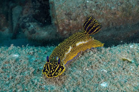 Brightly coloured nudibranch, yellow-and-purple star snail (Felimare picta), dive site: the Meteor