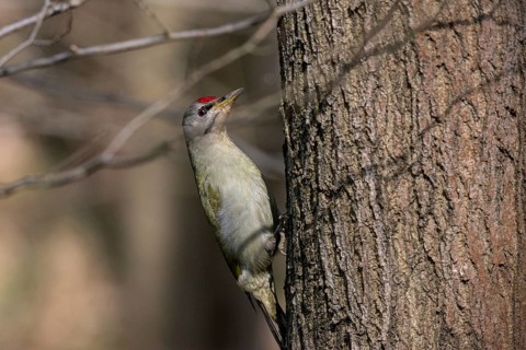 Grey-headed Woodpecker woodpecker, grey-faced woodpecker, grey-headed woodpecker, picus canus,