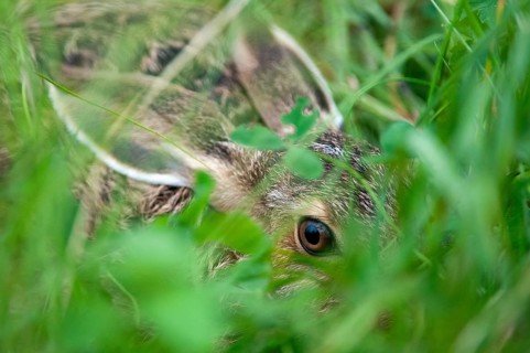 European hare, hares, hares, lagomorpha, lepus europaeus, bunny, hare, adolescent, juvenile,