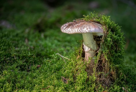 Amanita rubescens, meat mushroom, yellow-ringed pearl mushroom, golmoth, gargle stomach, pug, girl