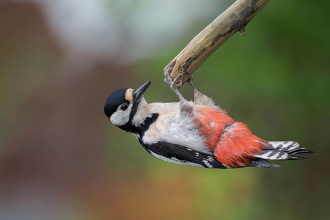 Great spotted woodpecker, Dendrocopos major, birds, piciforms, woodpeckers, birds, woodpecker