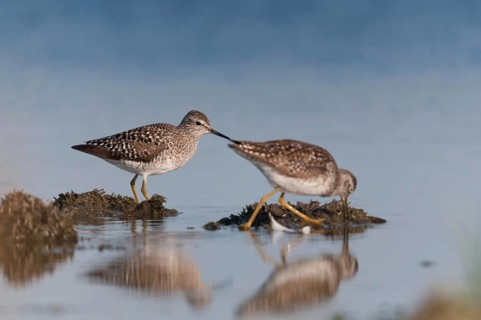 Bruchwasserlaeufer, tringa glareola, wood sandpiper, birds, charadriiformes, limikolen, mirror,