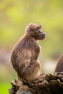 Gelada (Theropithecus gelada) female sitting on an old tree trunk, captive, distribution africa