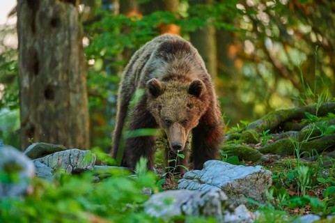 A bear looking directly at the viewer, surrounded by a green forest at dusk, European brown bear