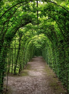Arbour made of common hornbeam (Carpinus betulus), Upper Franconia, Bavaria, Germany