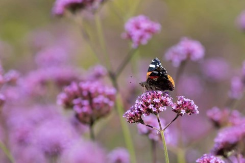 Red admiral butterfly (Vanessa atalanta) adult insect feeding on a garden Verbena bonariensis