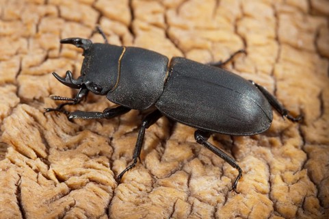 Beetle beetle, dorcus parallelipipedus, lesser stag beetle, beetle, coleoptera, insects, beetles,