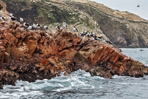 Waves crashing against the rocks on a rugged coastline with seagulls, Belcher's gulls at the