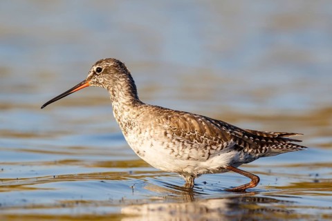 Spotted Redshank (Tringa erythropus) foraging, Lesvos, Greece