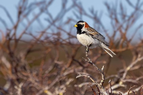Lapland longspur, Lapland bunting (Calcarius lapponicus) adult male in summer plumage perched in