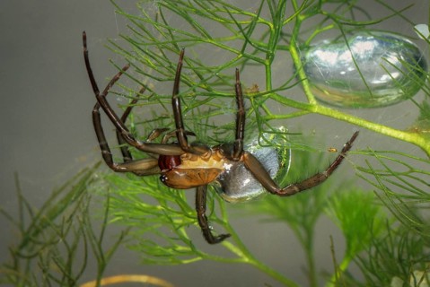 Argyroneta aquatica, diving bell spider, arachnids, water spider, aquatic, leo, spiders, spiders