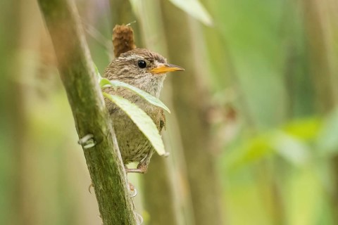 A wren (Troglodytes troglodytes) perched on a branch in a dense green forest, Hesse, Germany