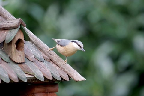 Nuthatch (Sitta europaea), bird house, Germany