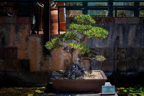 Impressive hundred-year-old bonsai, Kirstenbosch Botanic Garden, Fynbos, Eastern Cape, Cape Town,