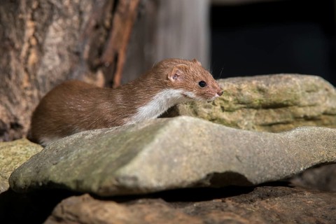 Carnivora, least weasel, mouse weasel, mustela nivalis, predators, mammals, raptors, mammals