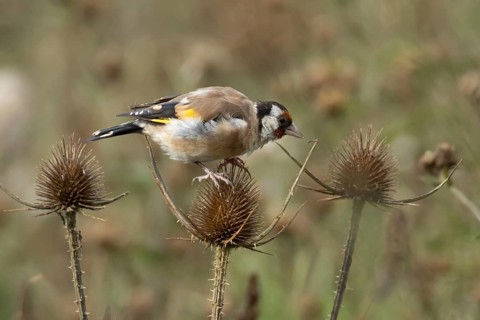 European goldfinch (Carduelis carduelis) adult bird feeding on a Teasel (Dipsacus fullonum)