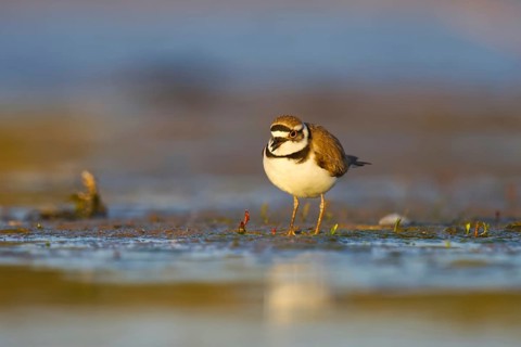 Little Ringed Plover (Charadrius dubius) foraging, North Rhine-Westphalia, Germany