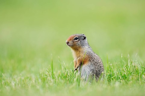 Columbia ground squirrel (Urocitellus columbianus, Spermophilus columbianus), juvenile sitting in a