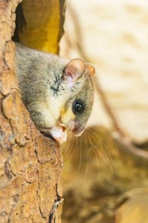 European edible dormouse (Glis glis) coming out of a tree hole, Bavaria, Germany