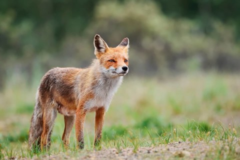 A red fox (Vulpes vulpes) stands in a meadow, the Netherlands