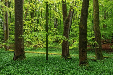 Mighty old European beech trees (Fagus sylvatica) in a forest carpeted with wild garlic (Allium