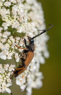 Aredolpona rubra, Cerambycidae, Corymbia rubra, common longhorn beetle, Leptura rubra, red-brown