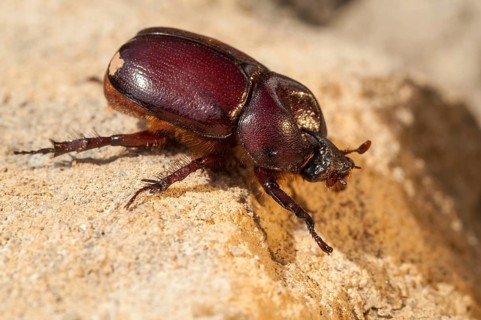 Rhinoceros beetle spec., phyllognathus excavatus, rhinocero beetle, beetle, coleoptera, insects,