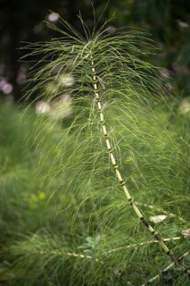 Equisetaceae, equisetum telmateia, giant horsetail, horsetail, great horsetail, high size, vertical