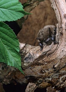 Brandt's bat, incendiary bat, large bearded bat, myotis brandti, bats, chiroptera, FFH, bats, high