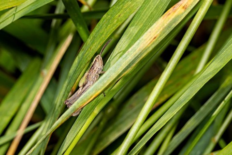 A grasshopper sits amongst green blades of grass in its natural habitat: a lesser marsh grasshopper