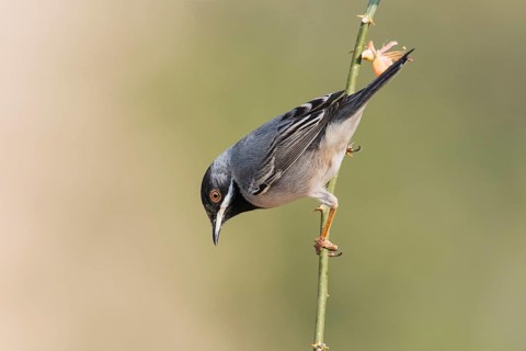 Rüppell's Warbler (Sylvia ruppeli) male, Eilat, Israel
