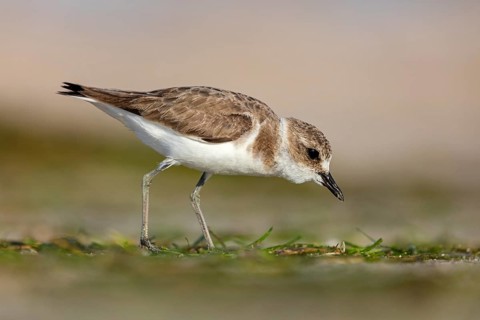 Animals, birds, plover, Kentish plover, (Charadrius alexandrinus), biotope, habitat, foraging, Barr