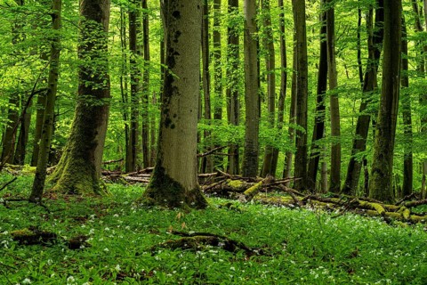 An atmospheric, mystical primeval forest with ancient, moss-covered European beech trees (Fagus