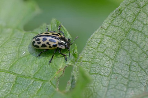 Leaf beetle, chrysomela 20-punctata, chrysomela vigintipunctata, coccinella 20-punctata, spotted