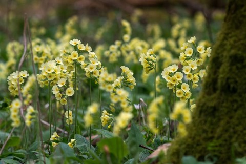 Tall cowslip, primrose, primula elatior, primulaceae, cowslip, forest cowslip, flora, spring,