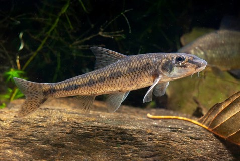 Gobio Gobio, Gründling, Gudgeon, Cress, Fishes, Pisces