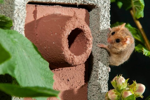 Hazel vole, Hazel dormouse, Muscardinus avellanarius, rodents, rodentia, bilche, dormice, dormouse,