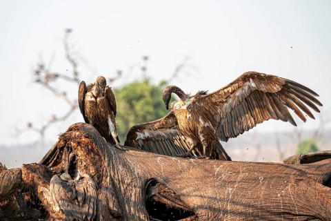 Many white-backed vultures (Gyps africanus), vultures feeding on the carcass of an elephant,