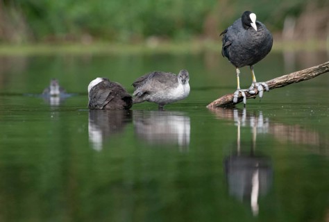 Eurasian Coot coot, fulica atra, birds, coot rail, gruiformes, adolescent, juvenile, crane birds,