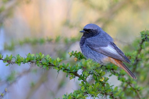 Black Redstart (Phoenicurus achruros), male, perched in a bush, Littlewood Ranch, Limbach,