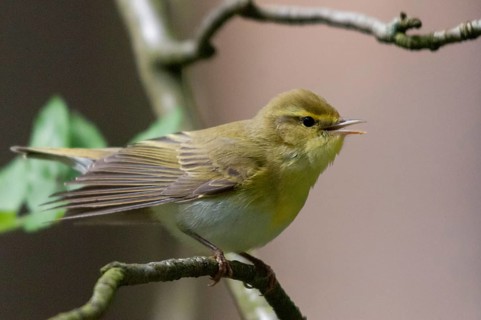 Phylloscopus sibilatrix, woodwarbler, birds, song, passeri, singing, songbirds, songbirds, birds