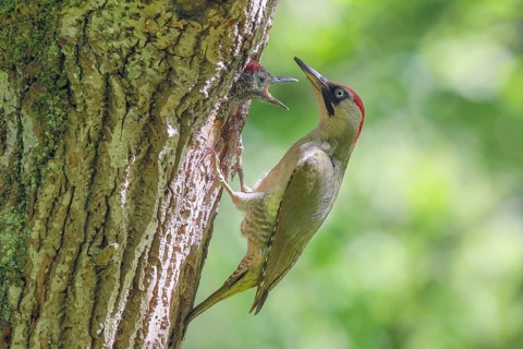 Green woodpecker (Picus viridis) female feeds young bird in breeding cavity in an old oak tree,