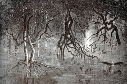 A dense mangrove vegetation, mangrove swamp, with the characteristic, widely branched stilt roots