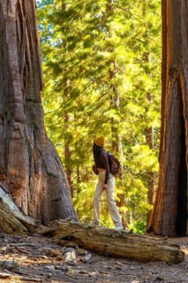 Woman backpacker exploring the national park, standing on a fallen log, admiring the towering giant