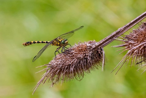 Green-eyed hook-tailed dragonfly, green-eyed hooktail, small pincertail, dragonfly, onychogomphus