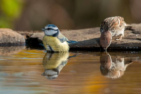 Blue tit, tree sparrow, parus caeruleus, passer Montanus, sparrow, tree sparrow, bath, bird bath,