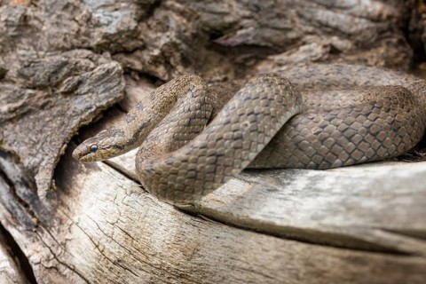 Coronella Austriaca, smooth snake, critters, reptilia, reptilia, reptiles, snakes, snakes