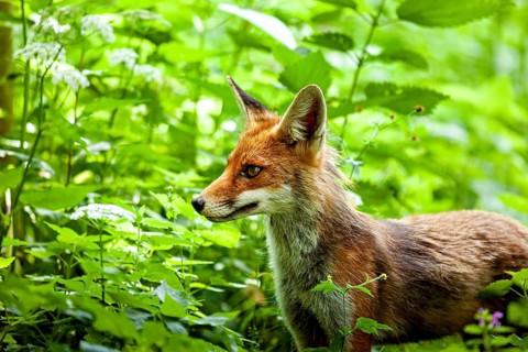 A fox stands in the green forest, looking intently, a red fox in the Hainich near Mühlhausen,