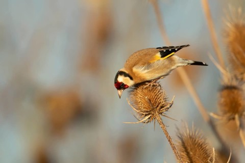 European goldfinch (Carduelis carduelis) adult garden bird on a Teasel (Dipsacus fullonum)