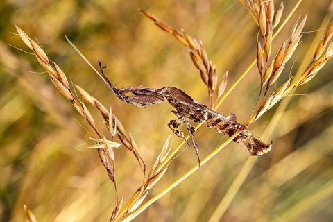 A twig that looks like an insect, lying in dry grass, a ghost mantis in a meadow near Windhoek in